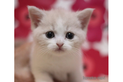 成約済の東京都のマンチカン-71495